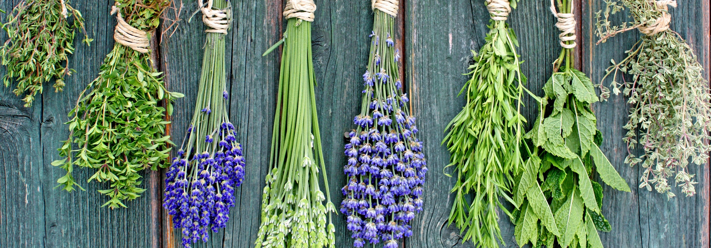 The herbs of Provence