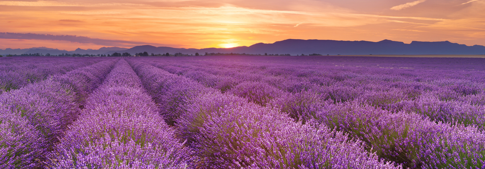 French Immersion Stay in Provence
