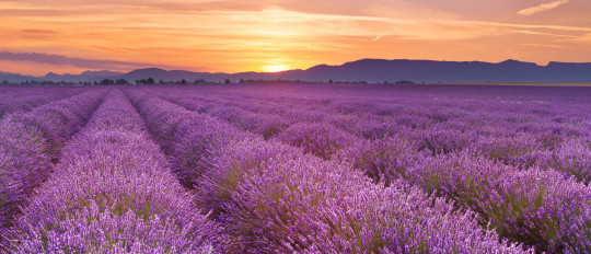 French Immersion Stay in Provence