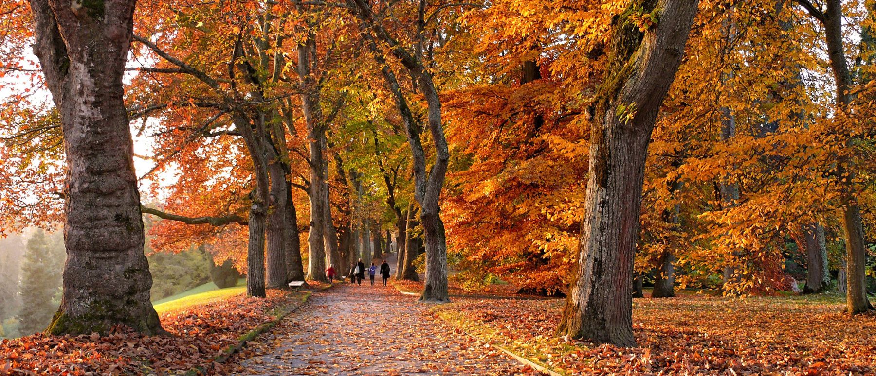 Autumn season in french